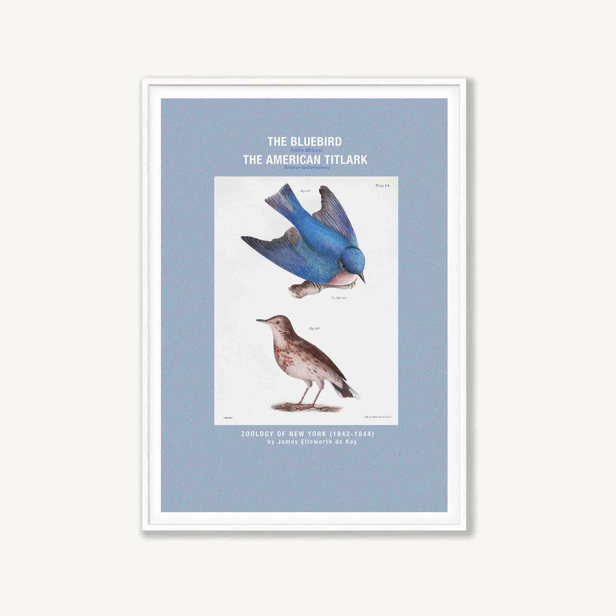 American Blue Bird in Matte White Frame | Atollo Printshop