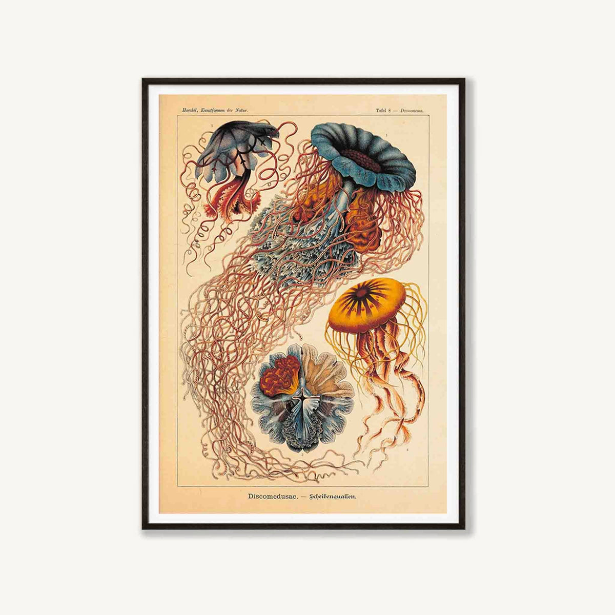 Discomedusae Jellyfish by Ernst Haeckel Art Print | Atollo Printshop