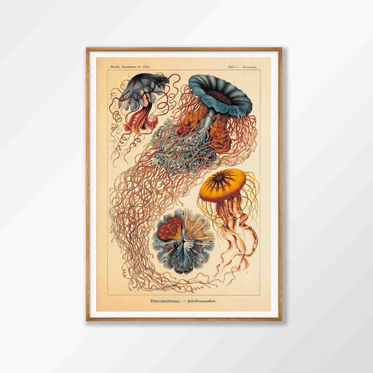 Discomedusae Jellyfish by Ernst Haeckel in Tasmanian Oak Frame | Atollo Printshop