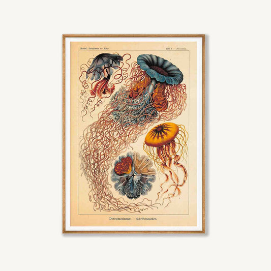 Discomedusae Jellyfish by Ernst Haeckel in Tasmanian Oak Frame | Atollo Printshop