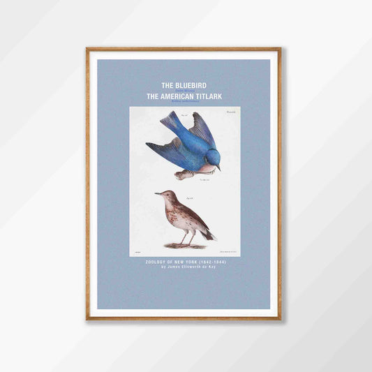 American Blue Bird in Tasmanian Oak Frame | Atollo Printshop