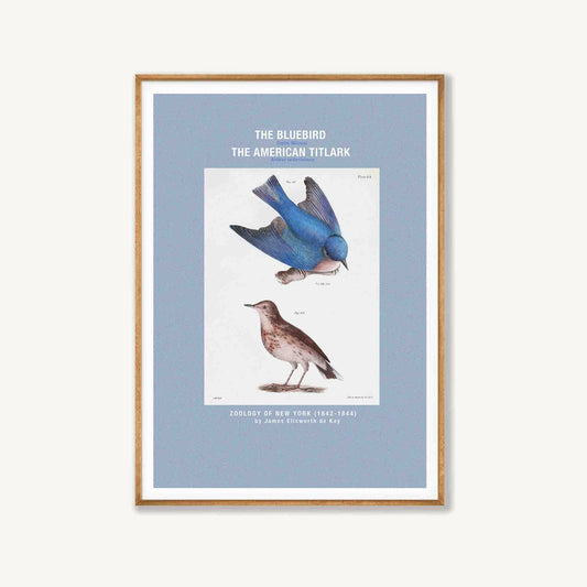 American Blue Bird in Tasmanian Oak Frame | Atollo Printshop