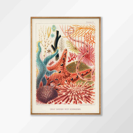 Great Barrier Reef by William Saville-Kent in Tasmanian Oak Frame | Atollo Printshop