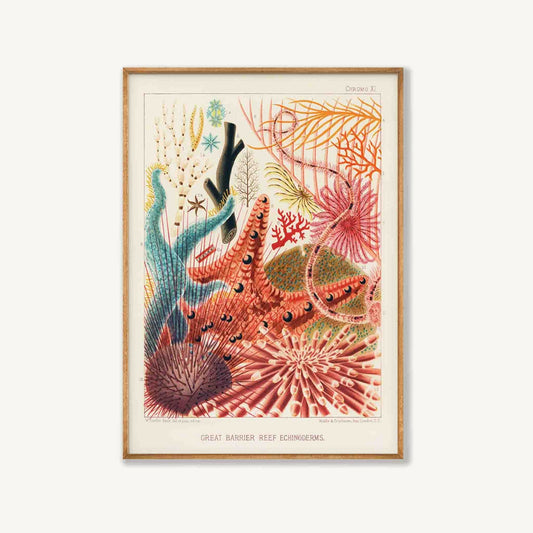 Great Barrier Reef by William Saville-Kent in Tasmanian Oak Frame | Atollo Printshop