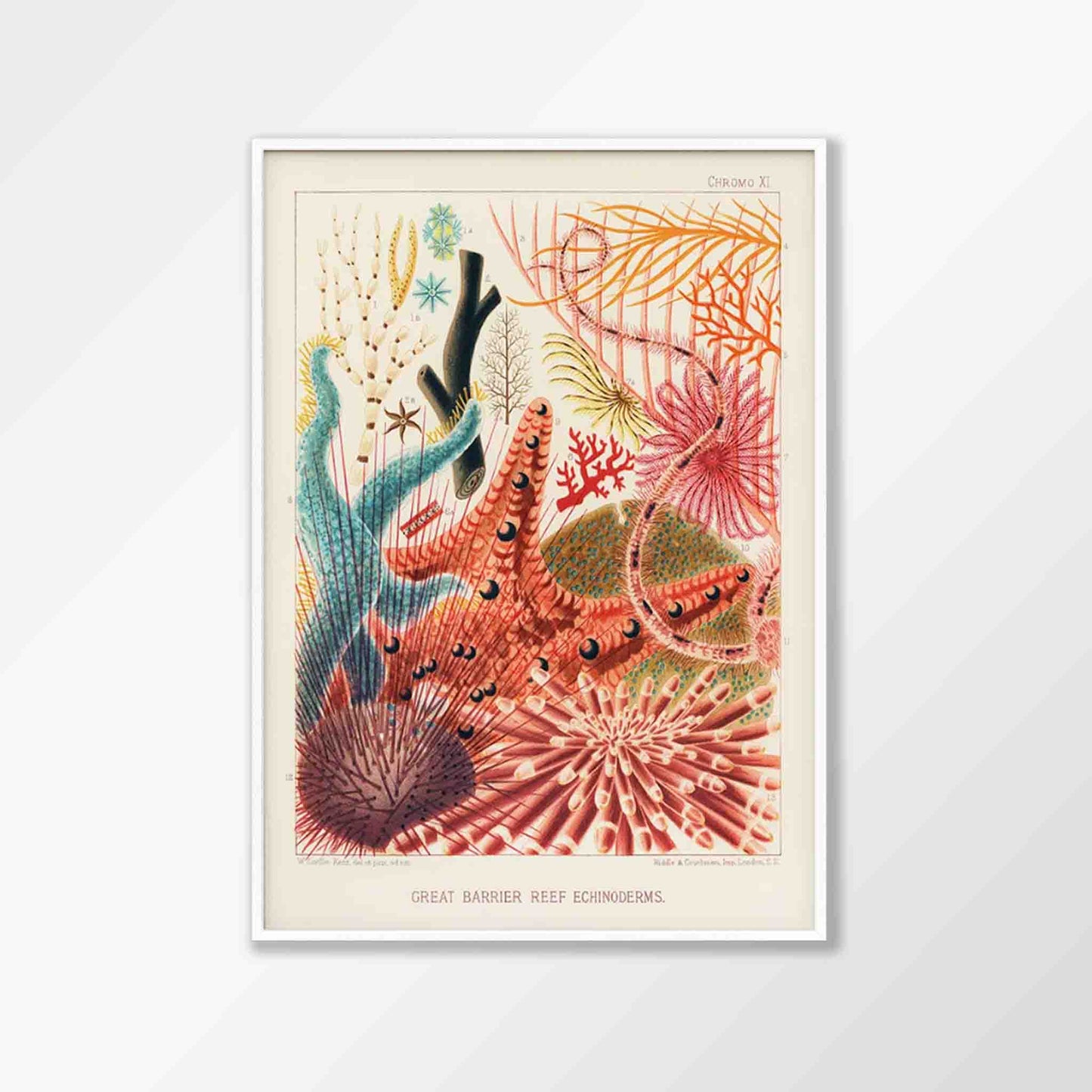 Great Barrier Reef by William Saville-Kent