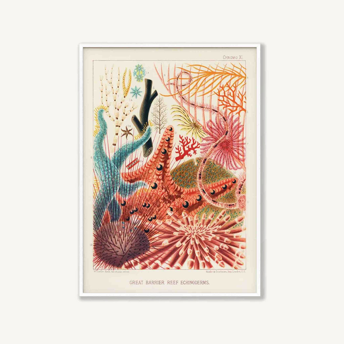 Great Barrier Reef by William Saville-Kent in Matte White Frame | Atollo Printshop