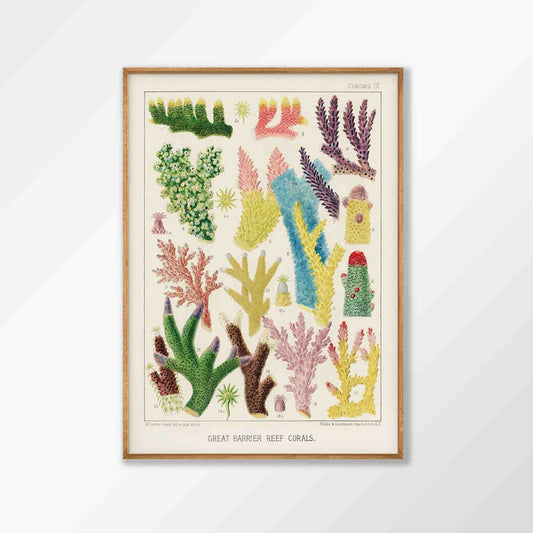 Great Barrier Reef Coral by William Saville-Kent in Matte Black Frame | Atollo Printshop