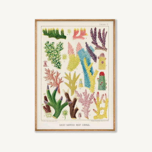 Great Barrier Reef Coral by William Saville-Kent in Matte Black Frame | Atollo Printshop