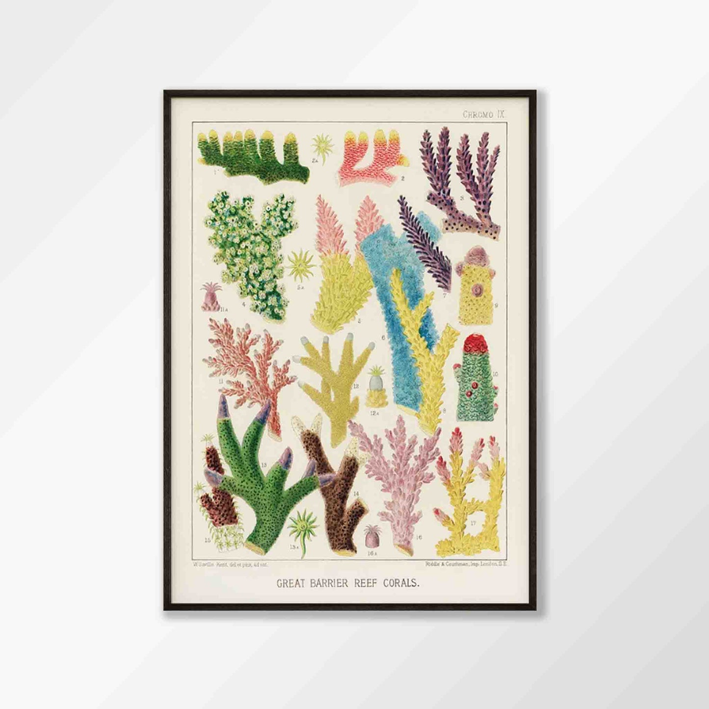 Great Barrier Reef Coral by William Saville-Kent