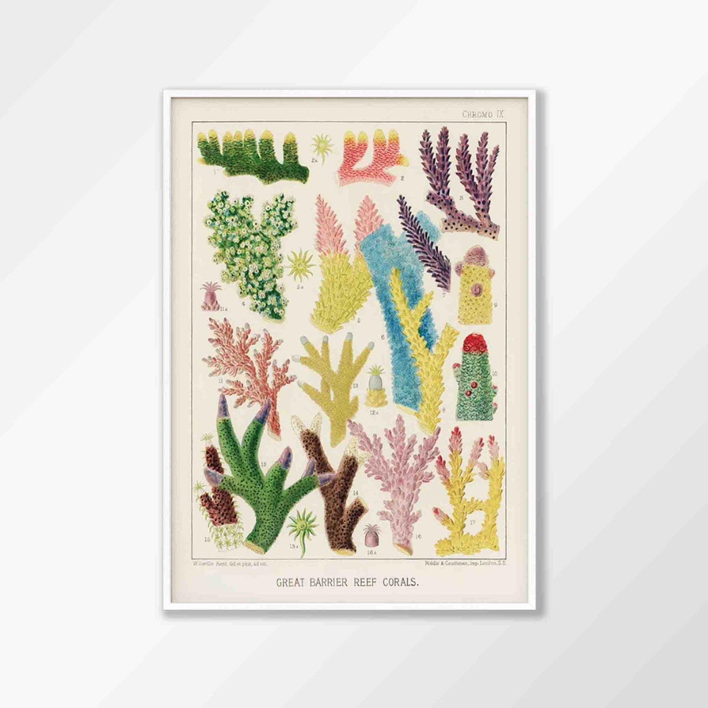 Great Barrier Reef Coral by William Saville-Kent