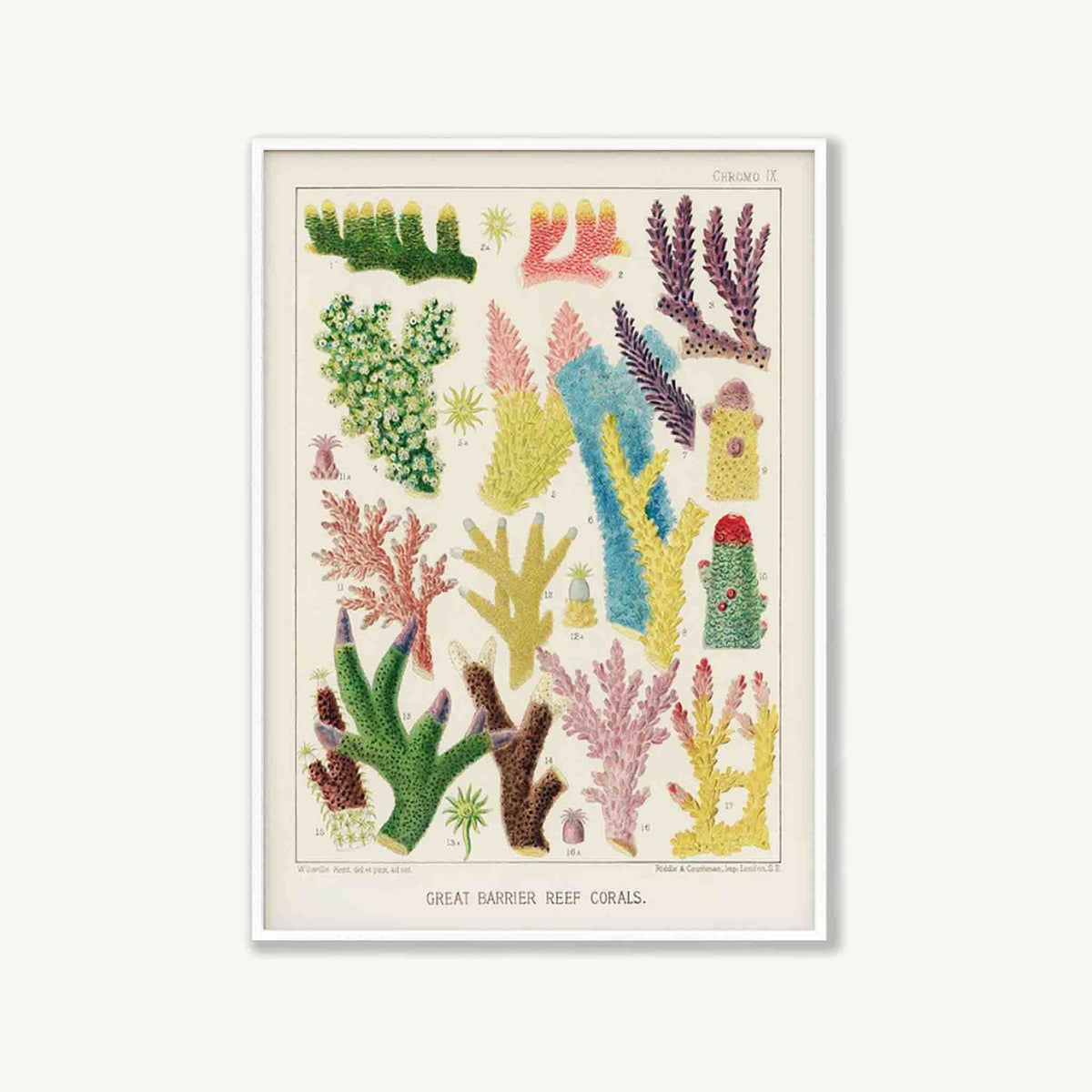 Great Barrier Reef Coral by William Saville-Kent in Matte White Frame | Atollo Printshop