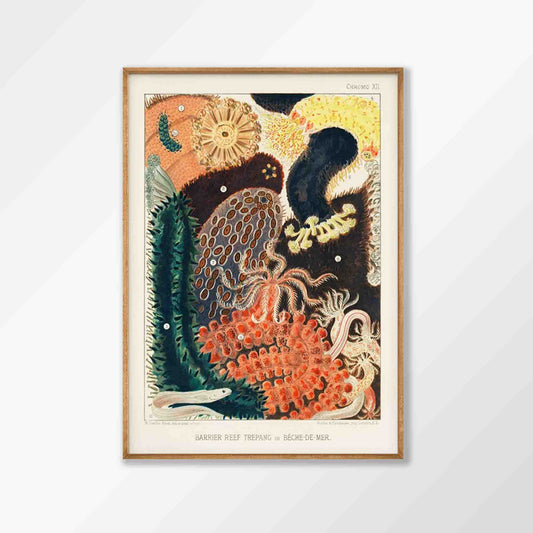 Barrier Reef Trepang by William Saville-Kent in Tasmanian Oak Frame | Atollo Printshop