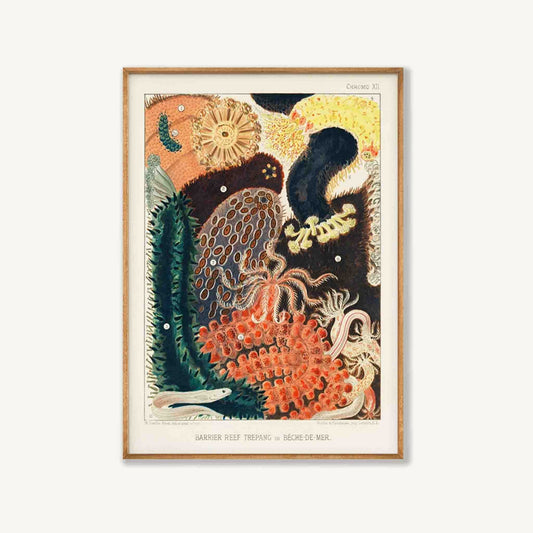 Barrier Reef Trepang by William Saville-Kent in Tasmanian Oak Frame | Atollo Printshop