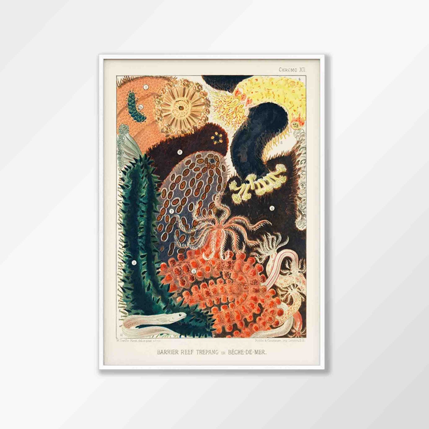 Barrier Reef Trepang by William Saville-Kent