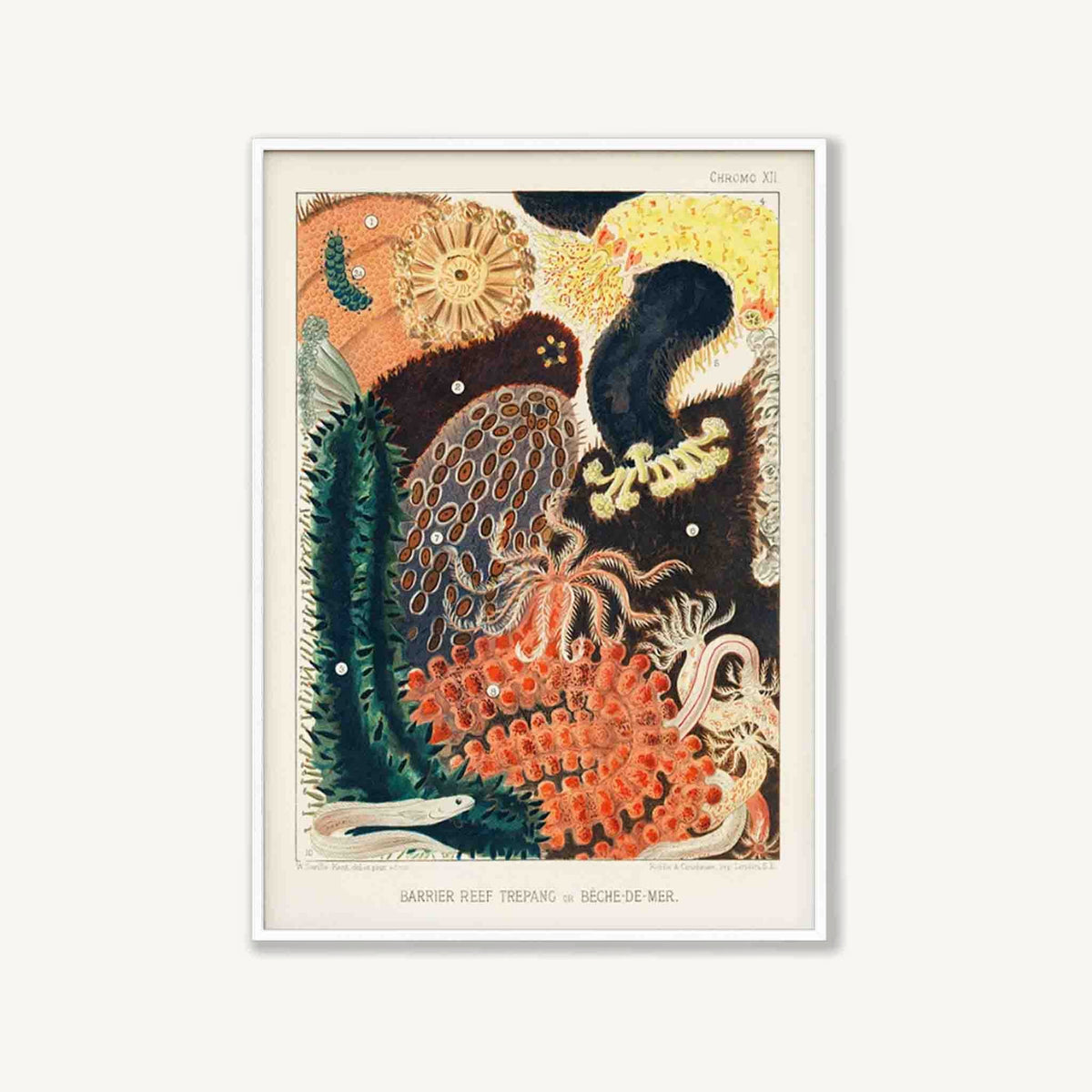 Barrier Reef Trepang by William Saville-Kent in Matte White Frame | Atollo Printshop