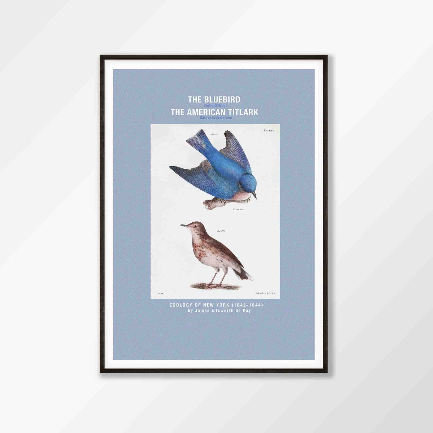 American Blue Bird Poster