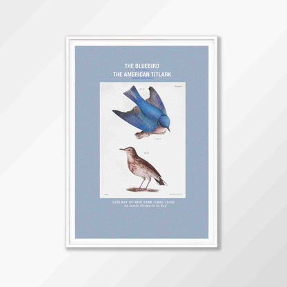 American Blue Bird Poster