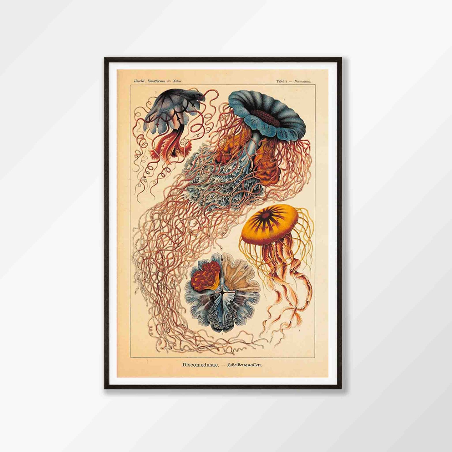 Discomedusae Jellyfish by Ernst Haeckel